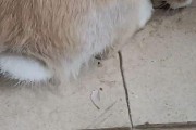 娱乐吃瓜小兔兔
